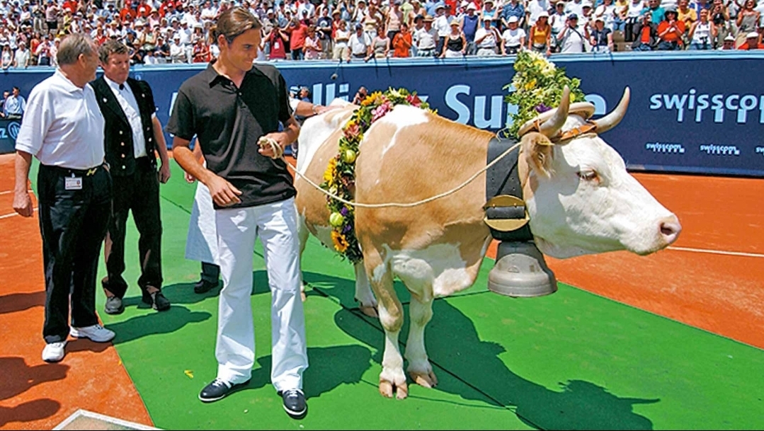 🐄 عندما كانت البقرة اغرب جائزة في تاريخ التنس